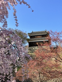 上田城跡の桜