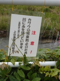 産川 カワウ飛来防止の糸