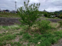 産川 寺下駅~神畑駅周辺区間
