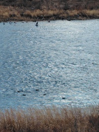 千曲川で見られる水鳥