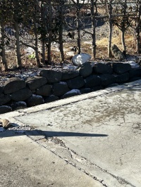 畑の隣の野ウサギ