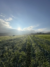 下之郷のブロッコリー畑