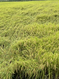 稲刈り前の田んぼ