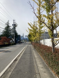 上田の街路樹