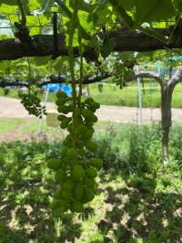 坂城町のブドウ畑