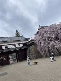 上田城との比較