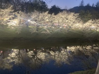 上田城の桜