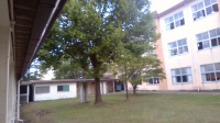 蓼科高校中庭の木