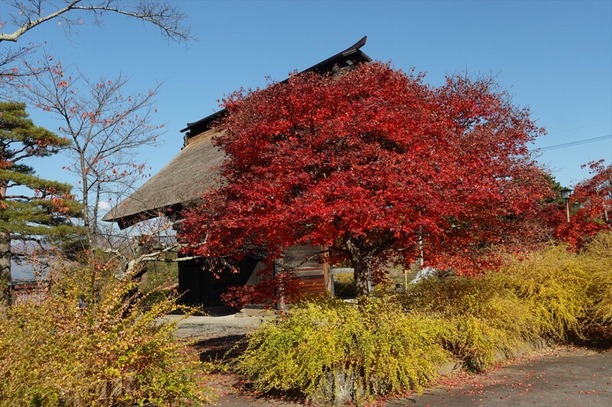 津金寺の紅葉と花