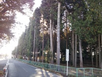 なぜここに土俵が？