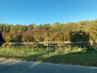 ワイン用のぶどう畑