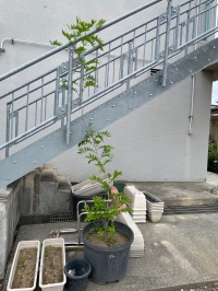 しぶとく絡みついてます！