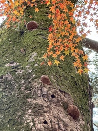 京都御苑のきのこ