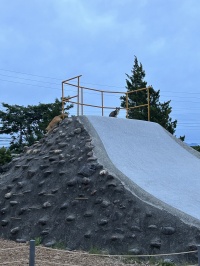 猫も遊んでいた