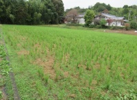 稲刈り後のたんぼ