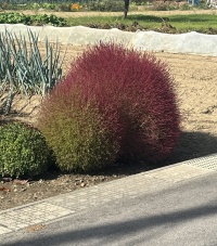 桃のようなモサモサ