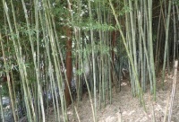 飯田市の放置竹林
