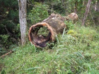 道路脇の穴あき倒木　