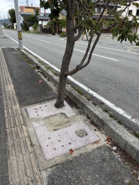 そこから生える？