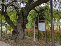 市の天然記念物のシダレザクラ