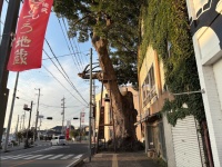 街の交差点にある巨大な大木