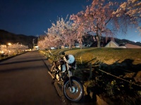 お花見穴場スポット