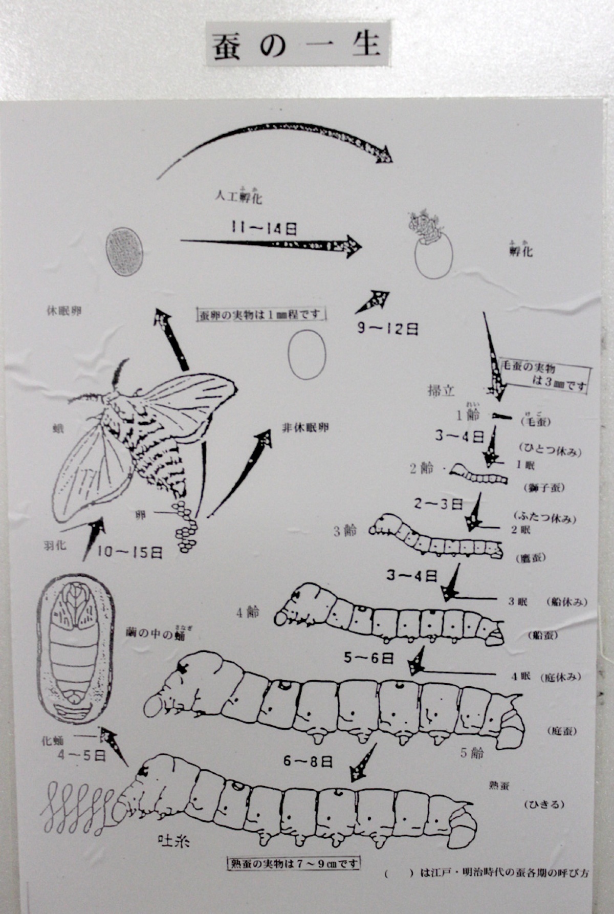 <ruby>蚕<rt>かいこ</rt></ruby>の<ruby>一生画<rt>いっしょうが</rt></ruby>