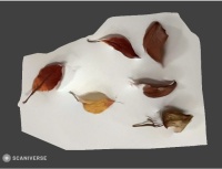 ルビー色の葉っぱの3Dモデル